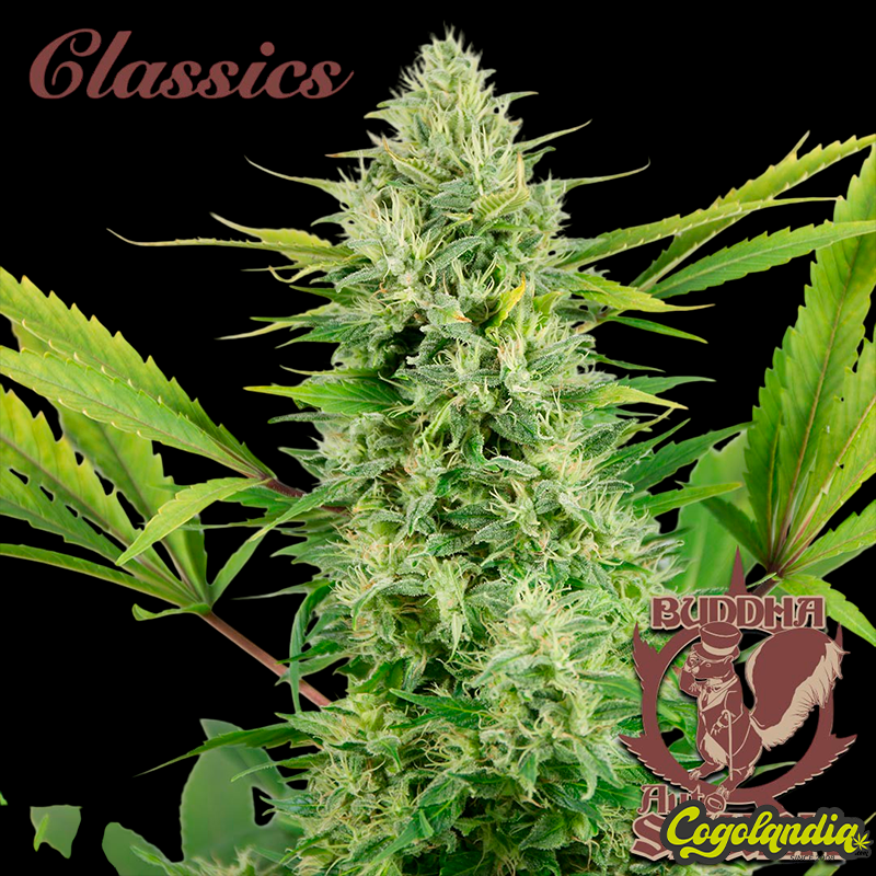 Buddha Auto Skunk - Buddha Seeds