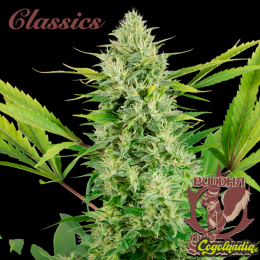 Buddha Auto Skunk - Buddha Seeds Semillas autoflorecientes