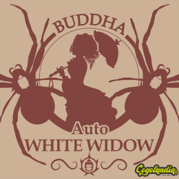 Auto White Widow - Buddha Seeds Semillas autoflorecientes