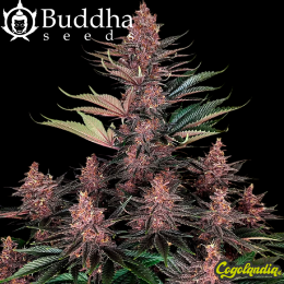 Purple Kush Auto - Buddha Seeds Semillas autoflorecientes