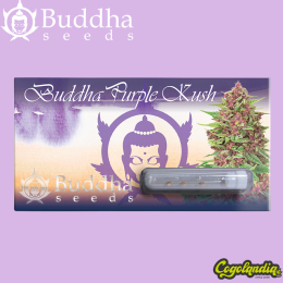 Purple Kush Auto - Buddha Seeds Semillas autoflorecientes