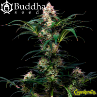 Auto Gorila - Buddha Seeds Semillas autoflorecientes