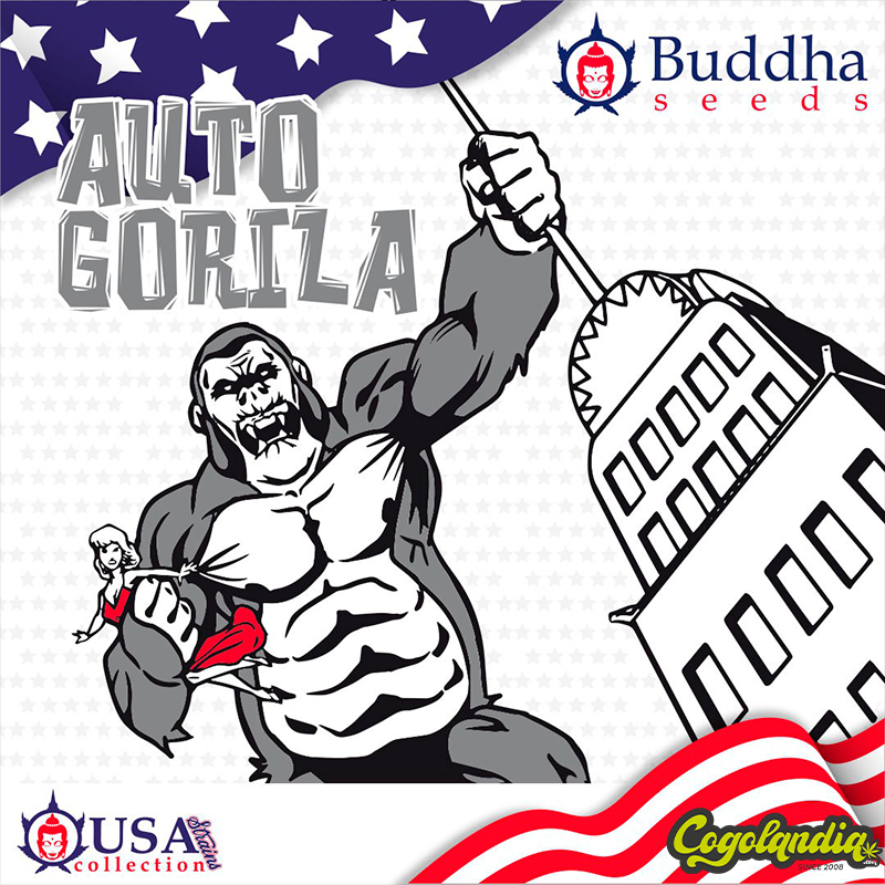 Auto Gorila - Buddha Seeds Semillas autoflorecientes