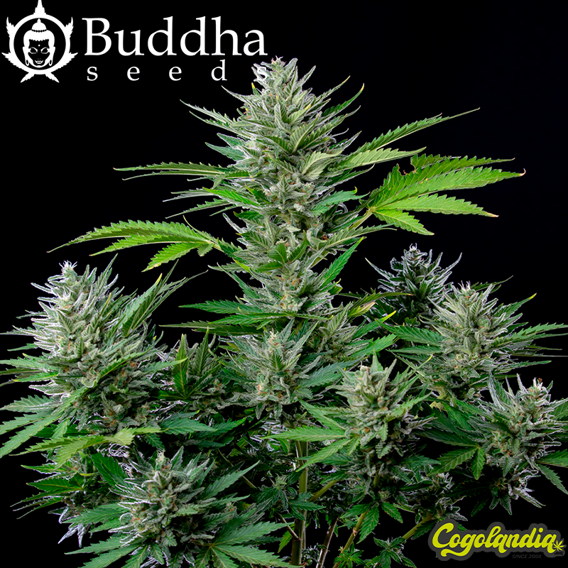 Buddha Auto Tangie - Buddha Seeds Semillas autoflorecientes Buddha Auto Tangie - Buddha Seeds Semillas autoflorecientes