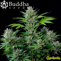 Buddha Auto Tangie - Buddha Seeds Semillas autoflorecientes
