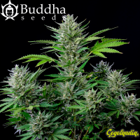 Buddha Auto Tangie - Buddha Seeds Semillas autoflorecientes