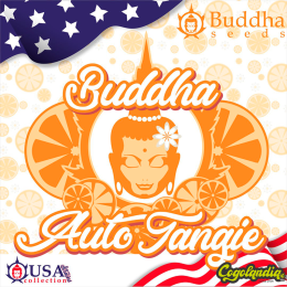 Buddha Auto Tangie - Buddha Seeds Semillas autoflorecientes