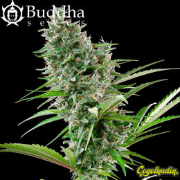 Buddha Auto Zkitt - Buddha Seeds Semillas autoflorecientes Buddha Auto Zkitt - Buddha Seeds Semillas autoflorecientes