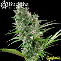 Buddha Auto Zkitt - Buddha Seeds Semillas autoflorecientes