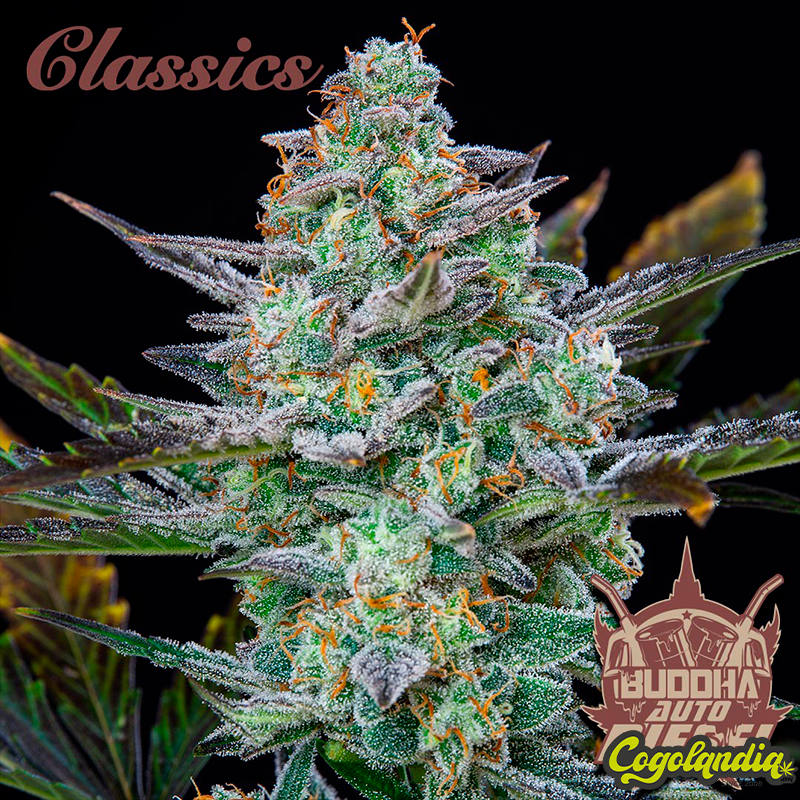 Buddha Auto Diesel - Buddha Seeds Semillas autoflorecientes Buddha Auto Diesel - Buddha Seeds Semillas autoflorecientes