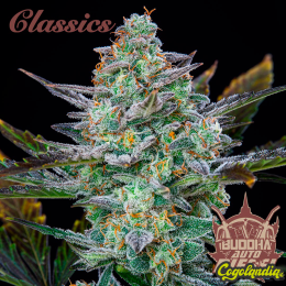 Buddha Auto Diesel - Buddha Seeds Semillas autoflorecientes