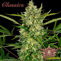 Buddha Auto AK - Buddha seeds