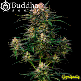 Buddha Auto Cookie - Buddha Seeds Semillas autoflorecientes