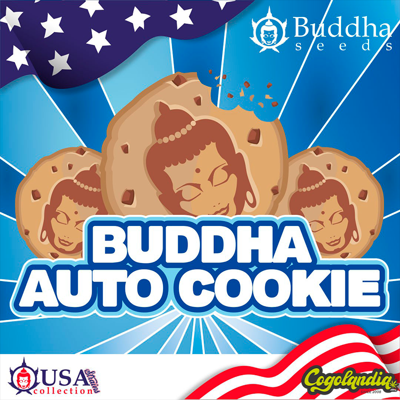 Buddha Auto Cookie - Buddha Seeds Semillas autoflorecientes Buddha Auto Cookie - Buddha Seeds Semillas autoflorecientes