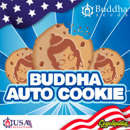 Buddha Auto Cookie - Buddha Seeds Semillas autoflorecientes