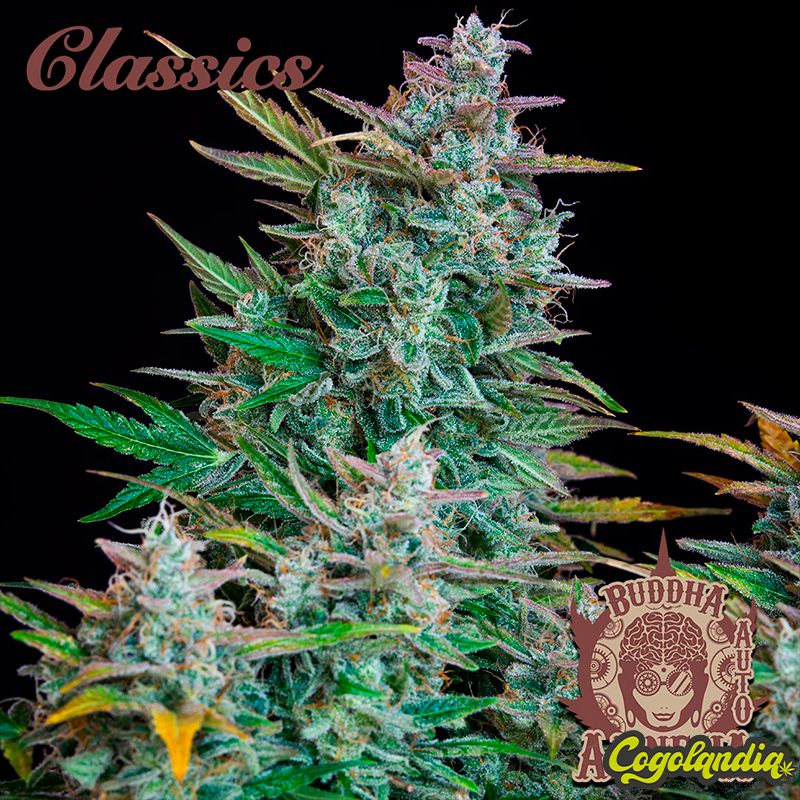 Buddha Auto Amnesia - Buddha Seeds