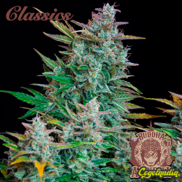 Buddha Auto Amnesia - Buddha Seeds Semillas autoflorecientes