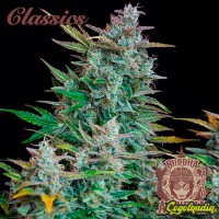 Buddha Auto Amnesia - Buddha Seeds