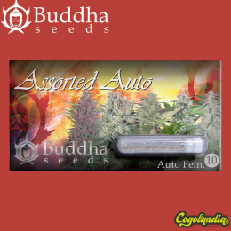 Buddha Assorted Auto Pack - Buddha Seeds Semillas
