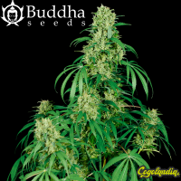 Buddha Calamity Jane Auto - Buddha Seeds Semillas