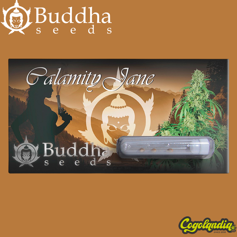Buddha Calamity Jane Auto - Buddha Seeds Semillas
