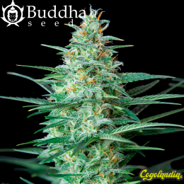Buddha Red Dwarf Auto - Buddha Seeds Semillas autoflorecientes