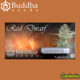 Buddha Red Dwarf Auto - Buddha Seeds Semillas autoflorecientes