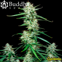 Buddha Syrup Auto - Buddha Seeds Semillas autoflorecientes