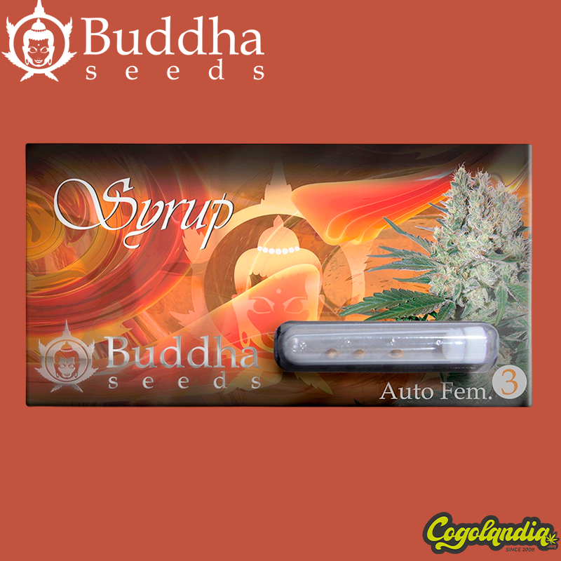 Buddha Syrup Auto - Buddha Seeds Semillas autoflorecientes