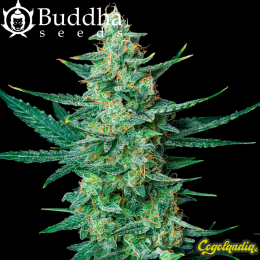 Vesta Auto - Buddha Seeds Semillas autoflorecientes