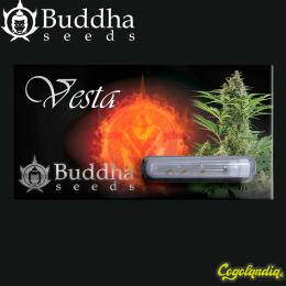 Vesta Auto - Buddha Seeds Vesta Auto - Buddha Seeds Semillas autoflorecientes