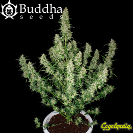 Buddha Magnum Auto - Buddha Seeds Semillas autoflorecientes