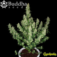 Buddha Magnum Auto - Buddha Seeds Semillas autoflorecientes