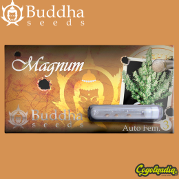 Buddha Magnum Auto - Buddha Seeds Semillas autoflorecientes