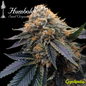 Sapphire OG - Humboldt Seeds