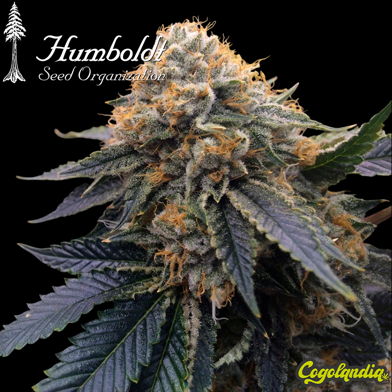 Sapphire OG - Humboldt Seeds