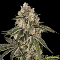 Sunset Peach - Sensi Seeds