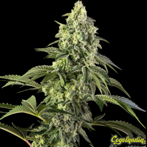 Cosmic Kiss - Sensi Seeds Semillas Feminizadas
