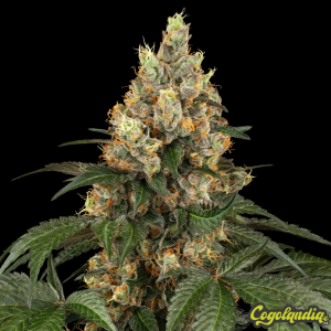 Chocolate Rainbow XXL Fem - Sensi Seeds 