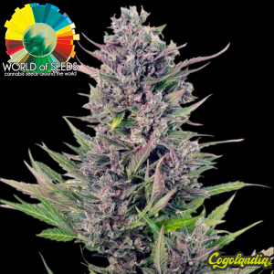 Tonic Ryder Auto - World Of Seeds Semillas autoflorecientes