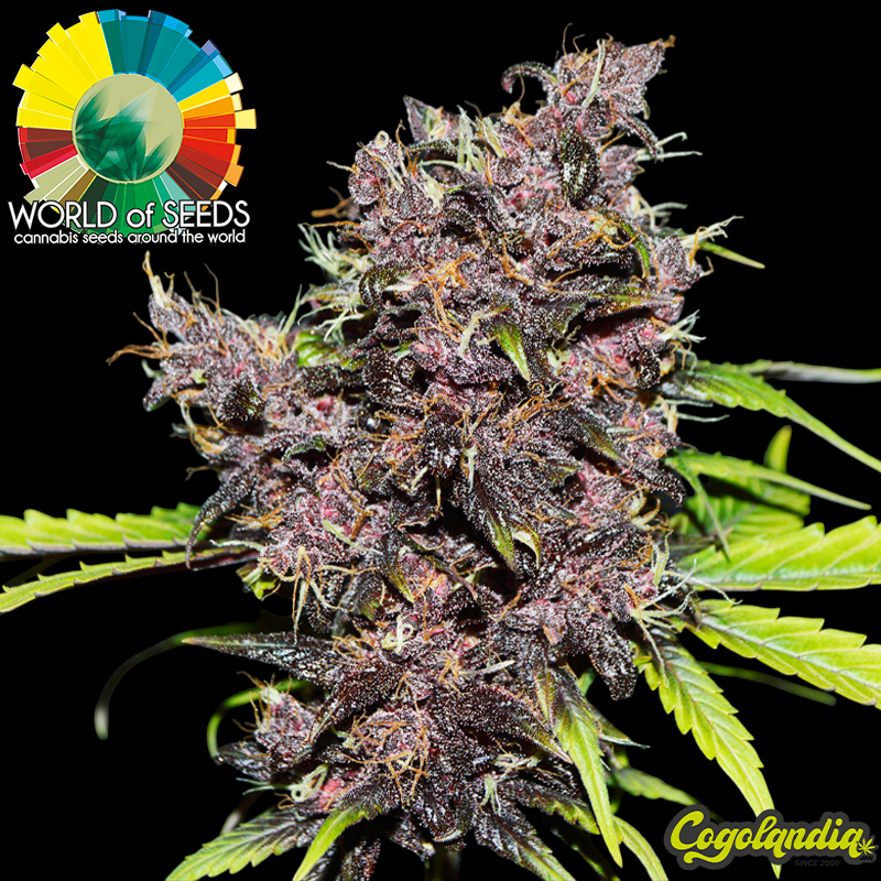 Purple Afghan Ryder Auto - World Of Seeds Semillas