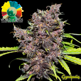 Purple Afghan Ryder Auto - World Of Seeds Semillas