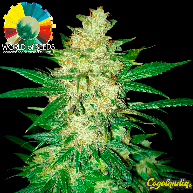 Colombian Gold Ryder Auto - World Of Seeds Semillas