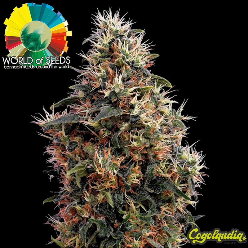 Sugar Mango Ryder Auto - World Of Seeds Semillas