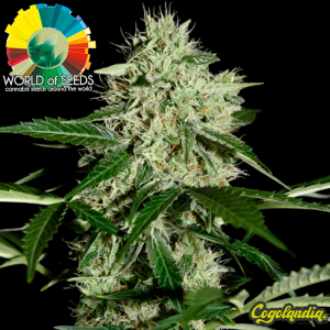 Northern Lights X Big Bud Ryder Auto - World Of Seeds Semillas