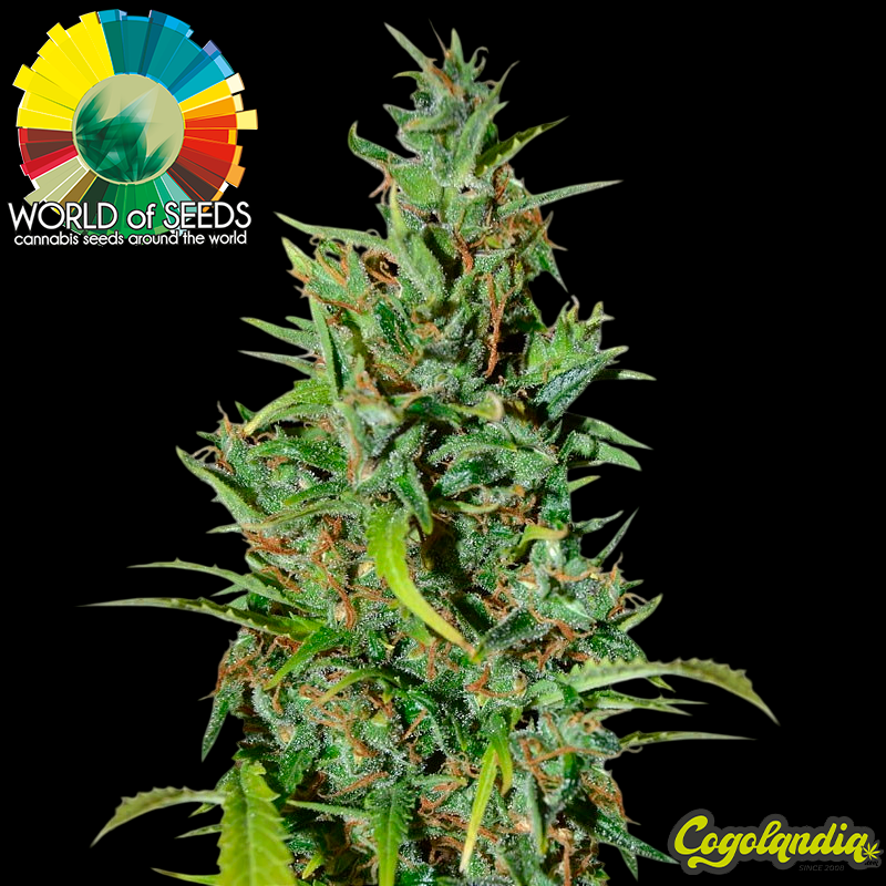 Neville Haze Ryder Auto - World Of Seeds Semillas