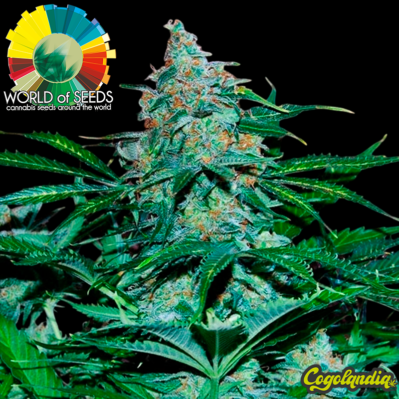 Amnesia Ryder Auto - World Of Seeds Semillas autoflorecientes
