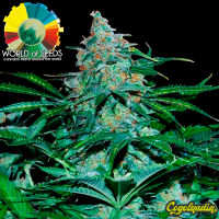 Amnesia Ryder Auto - World Of Seeds Semillas autoflorecientes