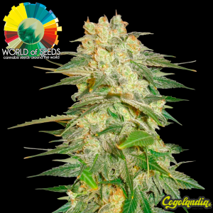 Afghan Kush Ryder Auto - World Of Seeds Semillas