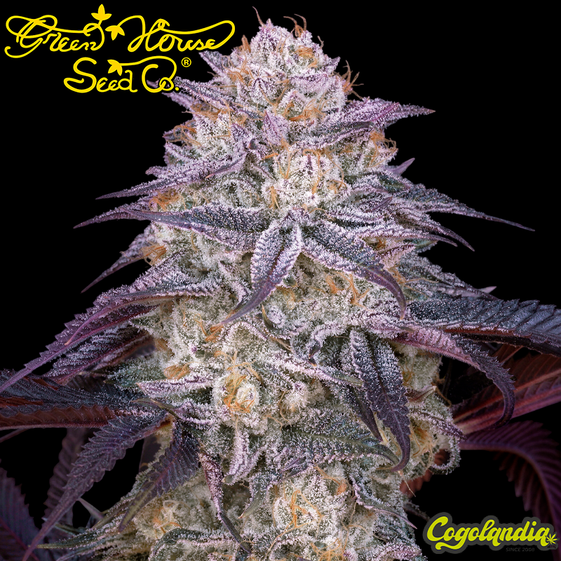 King's Juice Auto - Green House